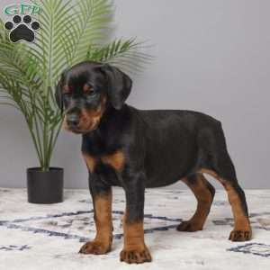 Bella, Doberman Pinscher Puppy